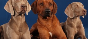 Gibt es auch hyperaktive Tiere? Gibt es auch hyperaktive Tiere?