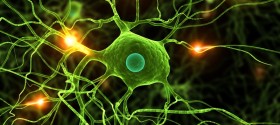 Gehirnentwicklung bei Hyperaktiven Gehirnentwicklung bei Hyperaktiven