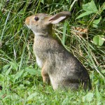 Hyperaktivität bei Kaninchen